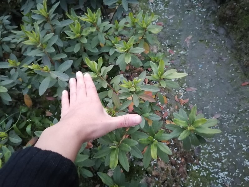 杜鹃基地批发毛鹃杯苗地苗春鹃工程苗，杜鹃价格