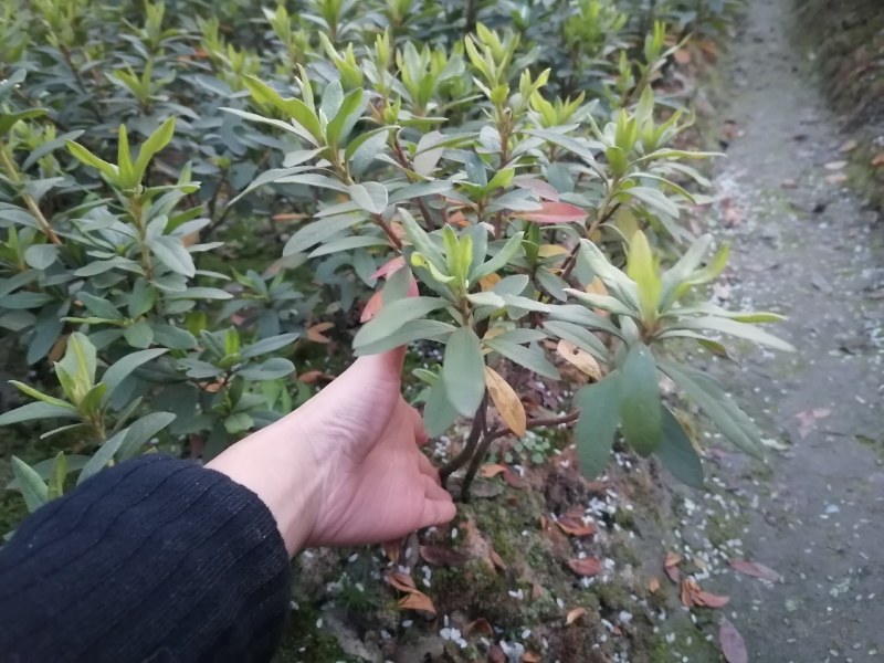 杜鹃基地批发毛鹃杯苗地苗春鹃工程苗，杜鹃价格
