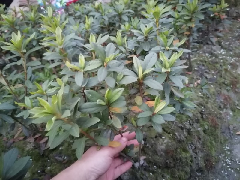 杜鹃基地批发毛鹃杯苗地苗春鹃工程苗，杜鹃价格