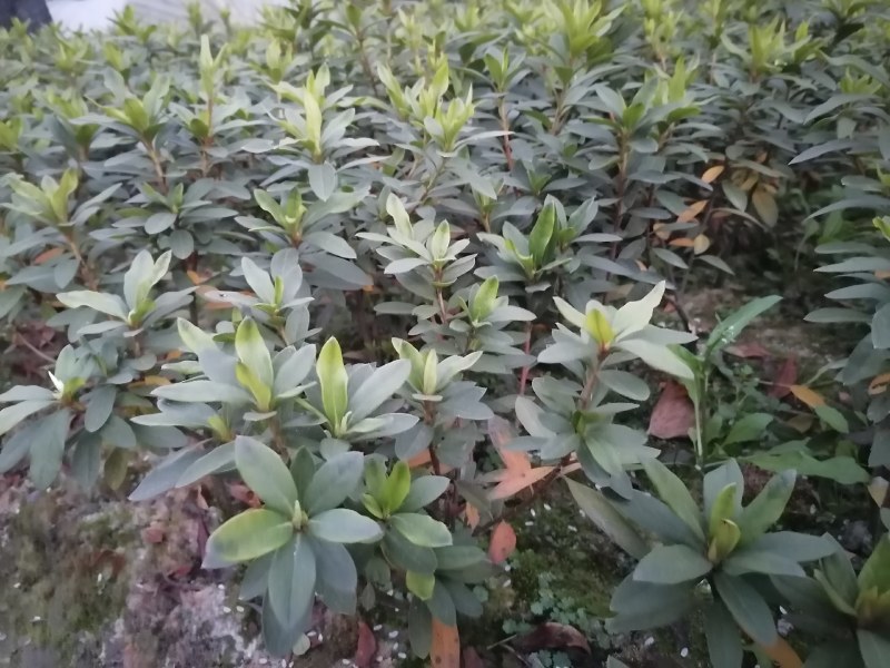 杜鹃基地批发毛鹃杯苗地苗春鹃工程苗，杜鹃价格