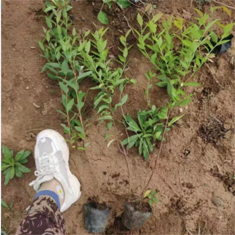 金焰绣线菊，粉花绣线菊，金山绣线菊，基地直发