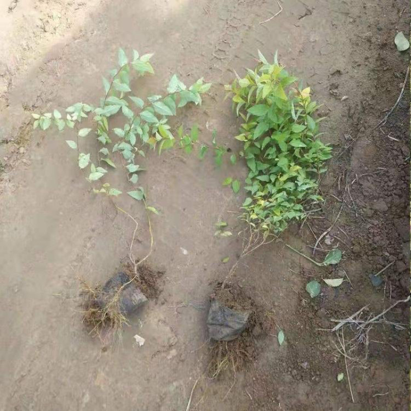 金焰绣线菊，粉花绣线菊，金山绣线菊，基地直发
