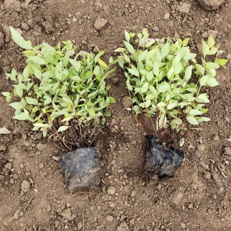 金焰绣线菊，粉花绣线菊，金山绣线菊，基地直发