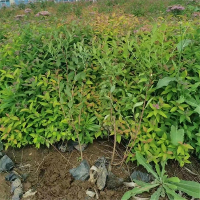 金焰绣线菊，粉花绣线菊，金山绣线菊，基地直发