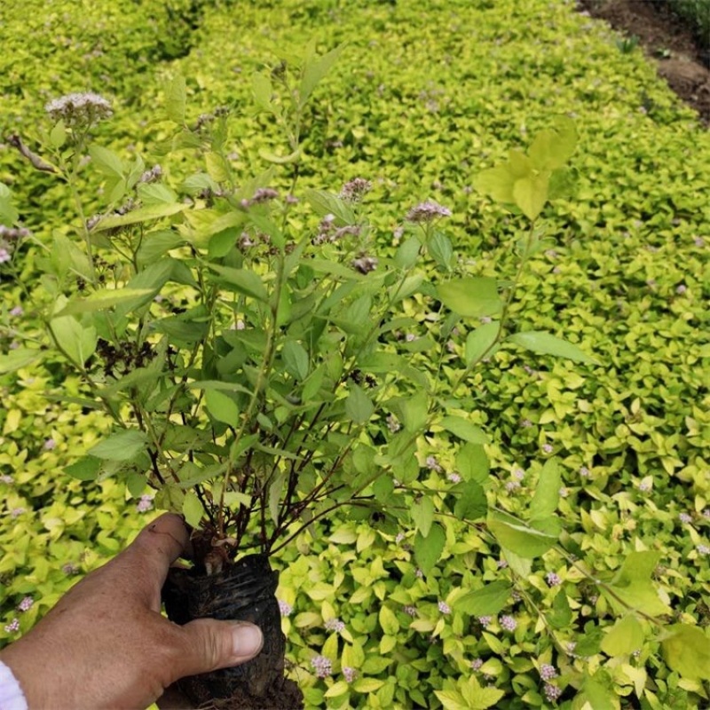 金焰绣线菊，粉花绣线菊，金山绣线菊，基地直发