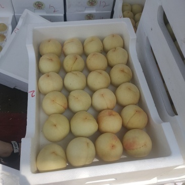 白桃水蜜桃
