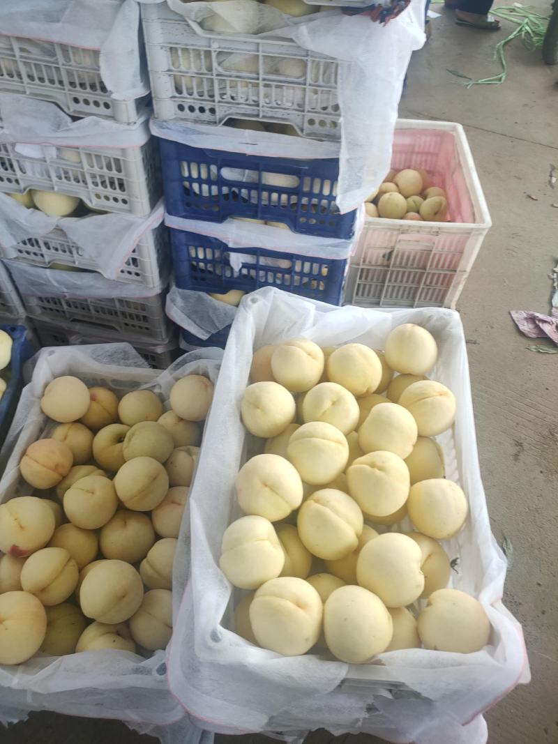 白桃水蜜桃