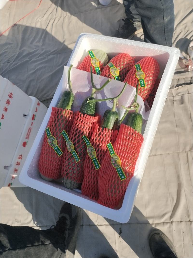 山东羊角蜜大量上市，质量好口感好，支持电商一件代发及批发