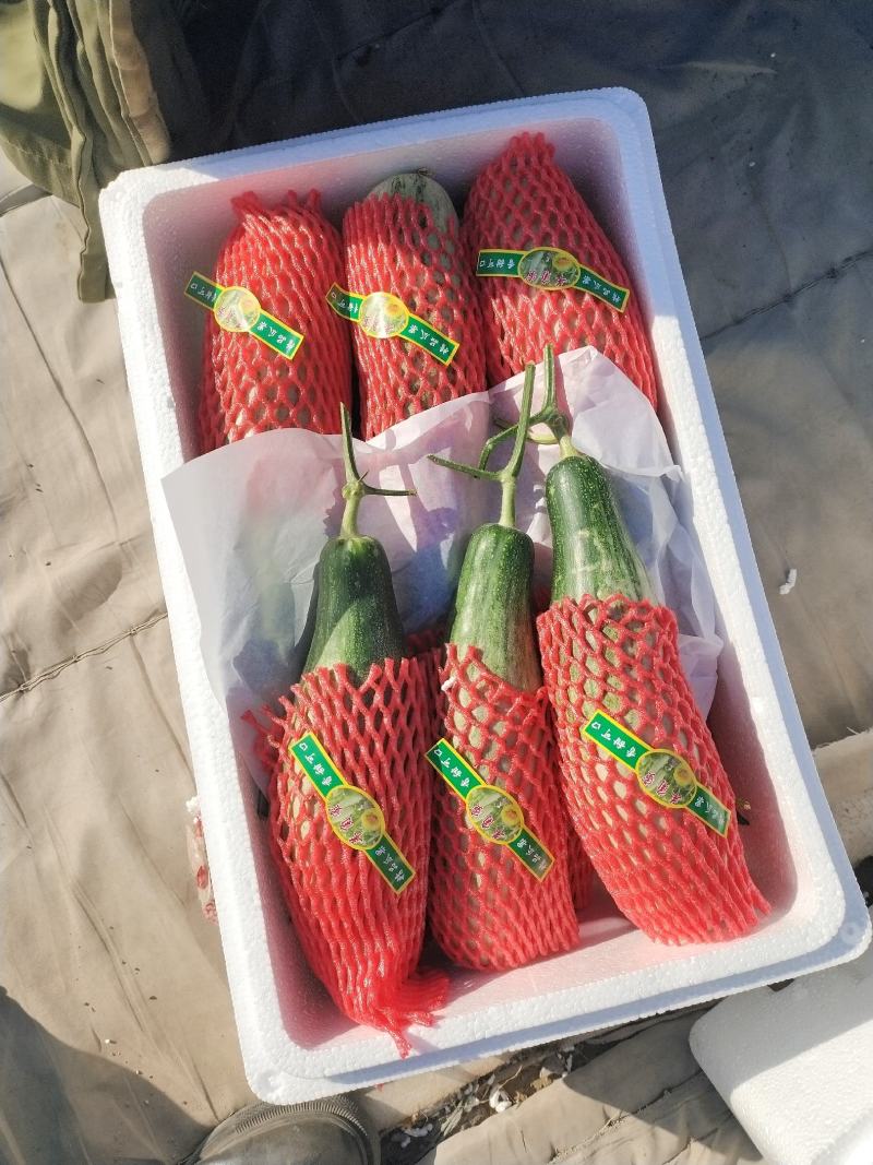 山东羊角蜜大量上市，质量好口感好，支持电商一件代发及批发