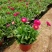 雏菊时令花卉雏菊雏菊价格雏菊产地青州花卉基地种植