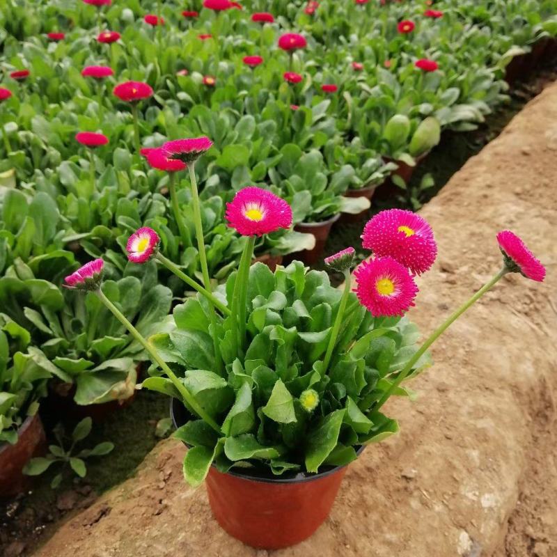 雏菊时令花卉雏菊雏菊价格雏菊产地青州花卉基地种植