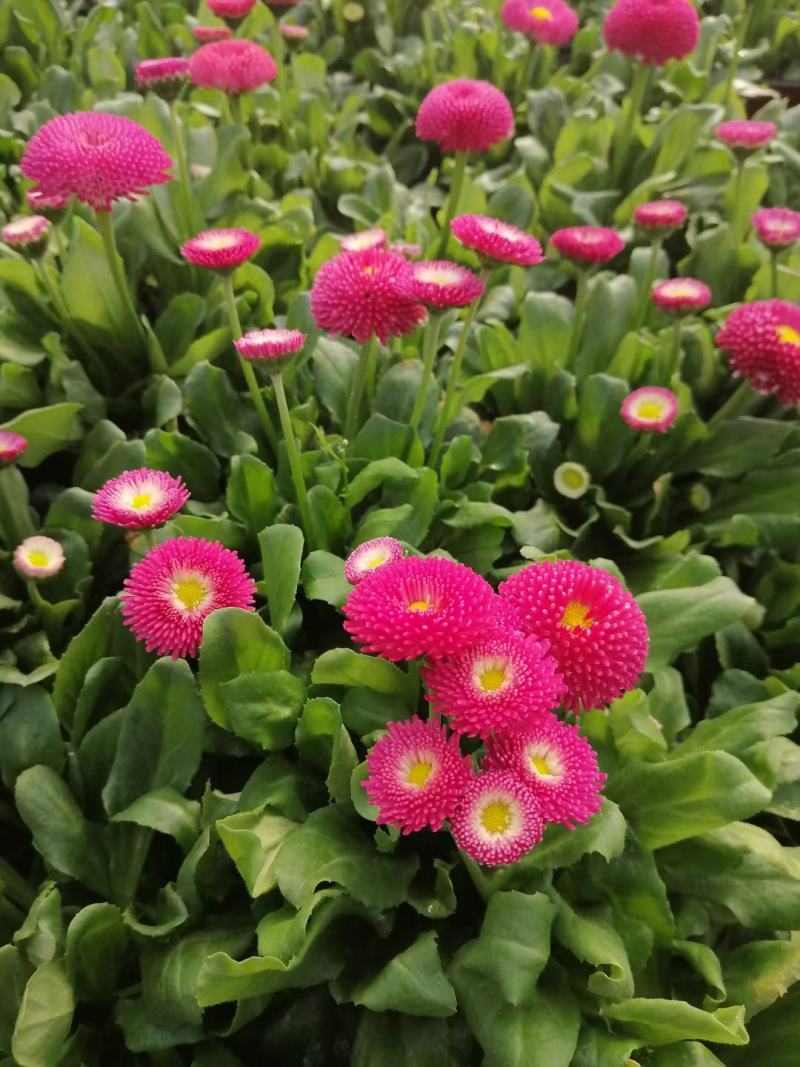 雏菊时令花卉雏菊雏菊价格雏菊产地青州花卉基地种植
