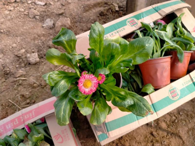 雏菊时令花卉雏菊雏菊价格雏菊产地青州花卉基地种植