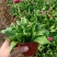 雏菊时令花卉雏菊雏菊价格雏菊产地青州花卉基地种植