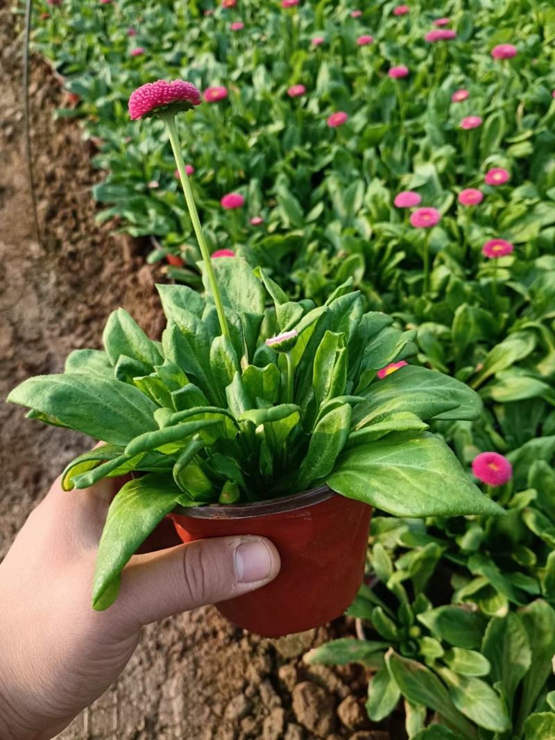 雏菊时令花卉雏菊雏菊价格雏菊产地青州花卉基地种植