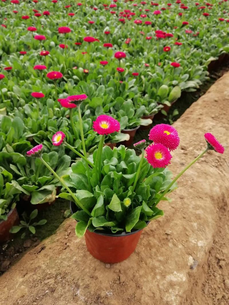 雏菊时令花卉雏菊雏菊价格雏菊产地青州花卉基地种植