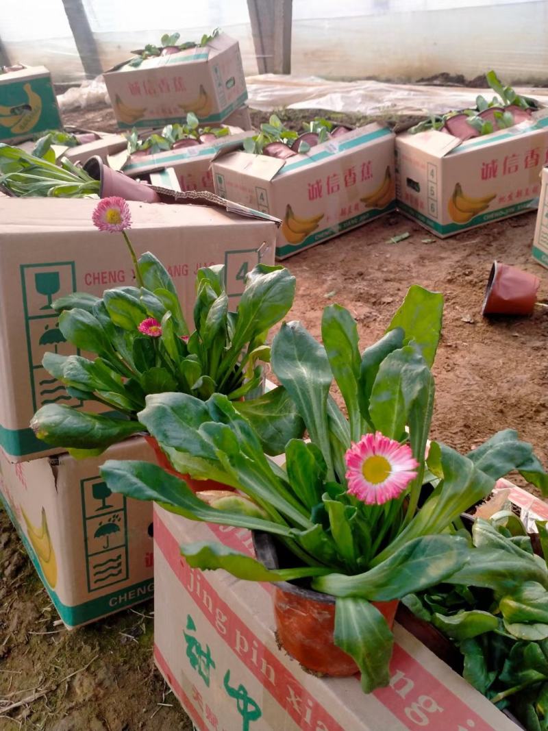 雏菊时令花卉雏菊雏菊价格雏菊产地青州花卉基地种植