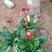 雏菊时令花卉雏菊雏菊价格雏菊产地青州花卉基地种植