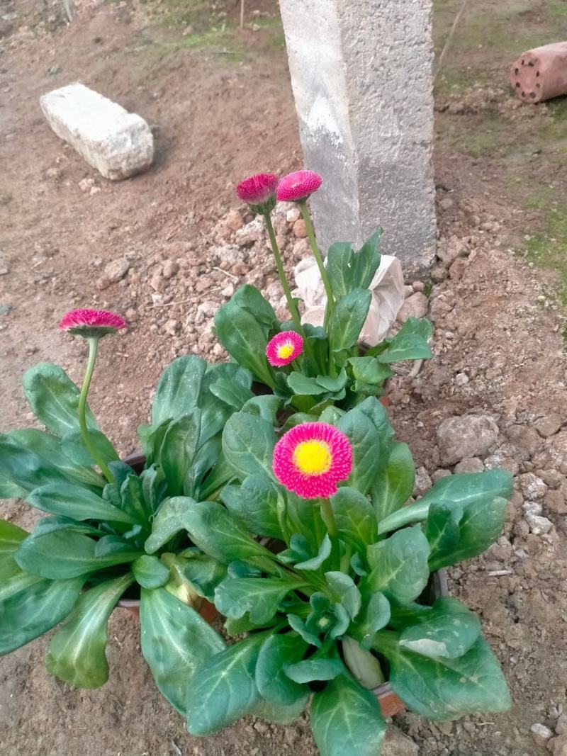 雏菊时令花卉雏菊雏菊价格雏菊产地青州花卉基地种植