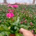 雏菊时令花卉雏菊雏菊价格雏菊产地青州花卉基地种植
