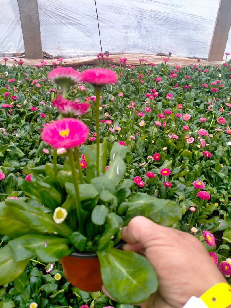 雏菊时令花卉雏菊雏菊价格雏菊产地青州花卉基地种植