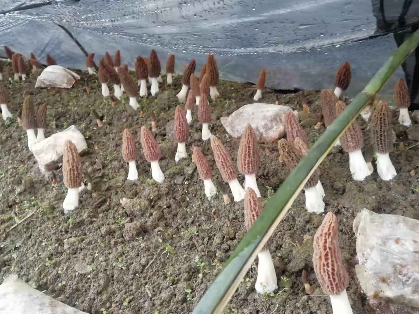 汉中羊肚菌种植基地航拍图