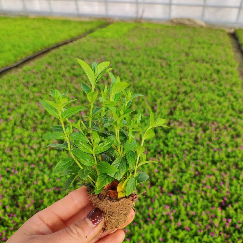 满天星穴盘苗木本满天星观花植物满天星