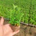 满天星穴盘苗木本满天星观花植物满天星