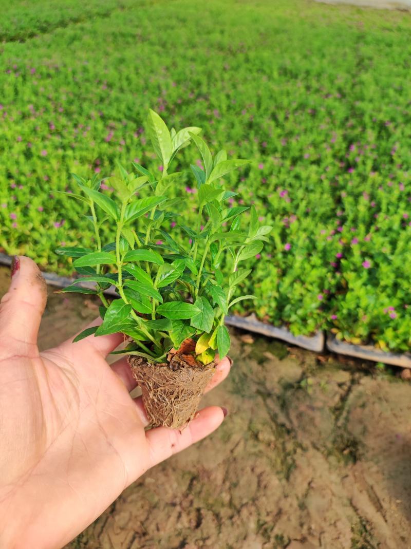 满天星穴盘苗木本满天星观花植物满天星