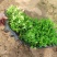 满天星穴盘苗木本满天星观花植物满天星