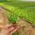 满天星穴盘苗木本满天星观花植物满天星