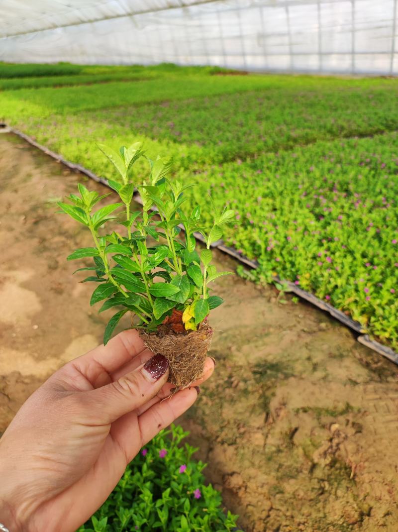 满天星穴盘苗木本满天星观花植物满天星