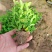 满天星穴盘苗木本满天星观花植物满天星