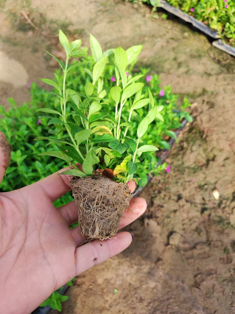 满天星穴盘苗木本满天星观花植物满天星