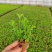满天星穴盘苗木本满天星观花植物满天星