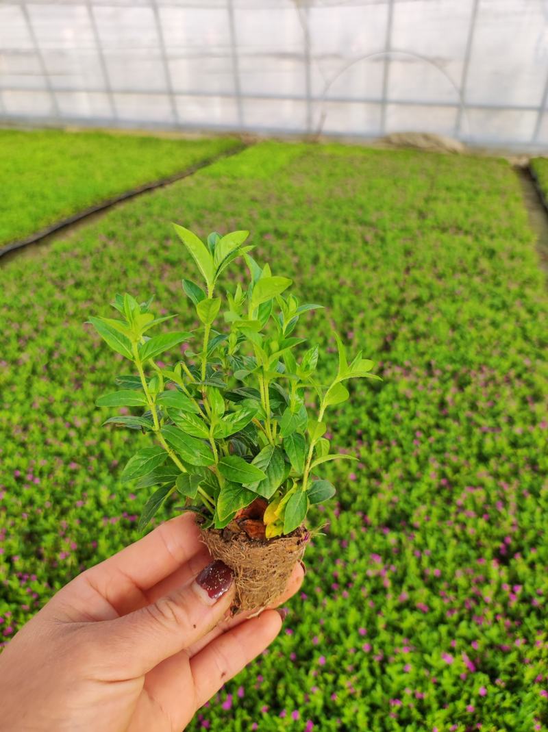 满天星穴盘苗木本满天星观花植物满天星