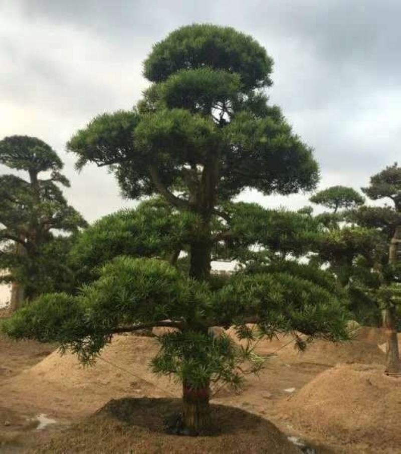 罗汉松苗四季常青绿化植物庭院内盆栽造型素材