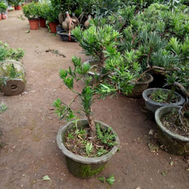 罗汉松苗四季常青绿化植物庭院内盆栽造型素材