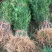 罗汉松苗四季常青绿化植物庭院内盆栽造型素材
