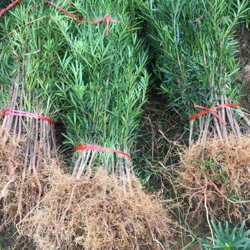罗汉松苗四季常青绿化植物庭院内盆栽造型素材