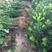 罗汉松苗四季常青雀舌中叶绿化植物庭院内盆栽造型素材