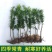 罗汉松苗四季常青绿化植物庭院内盆栽造型素材