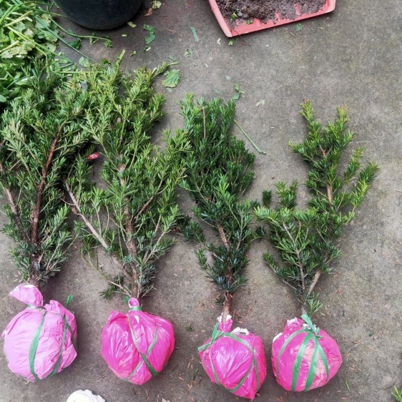 罗汉松苗四季常青绿化植物庭院内盆栽造型素材