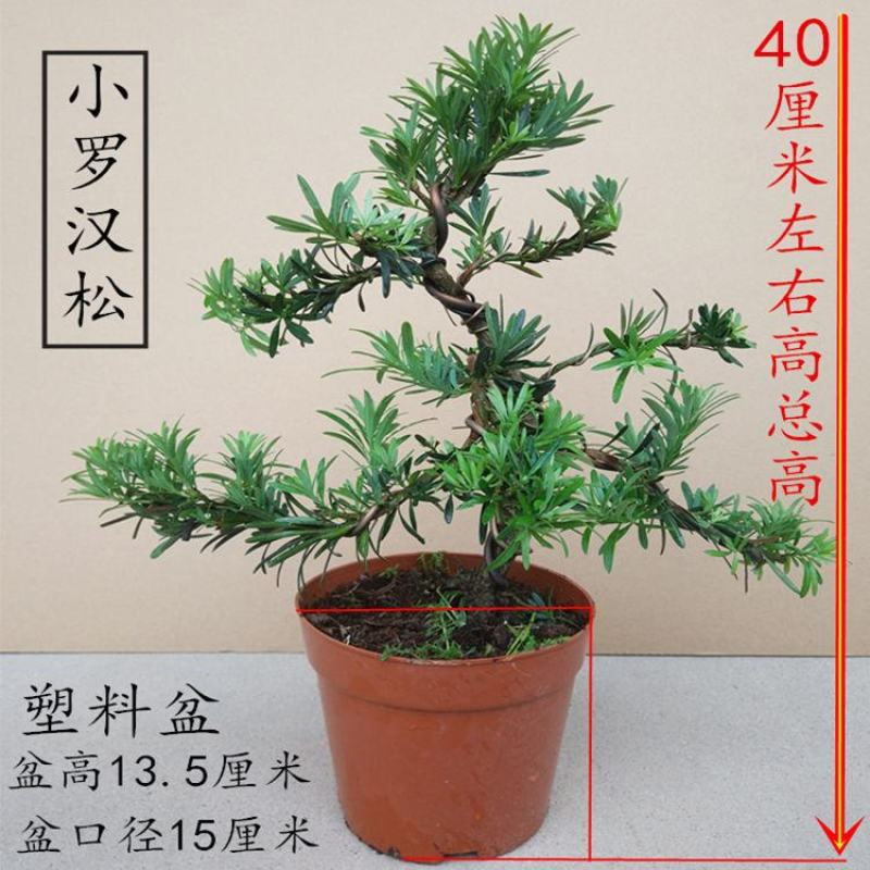 罗汉松苗四季常青绿化植物庭院内盆栽造型素材