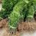 罗汉松苗四季常青雀舌中叶绿化植物庭院内盆栽造型素材