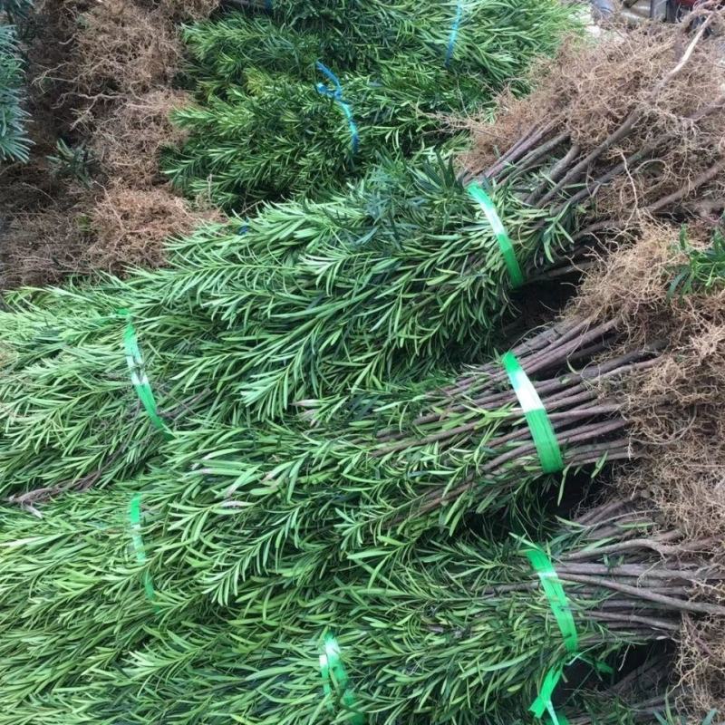 罗汉松苗四季常青绿化植物庭院内盆栽造型素材