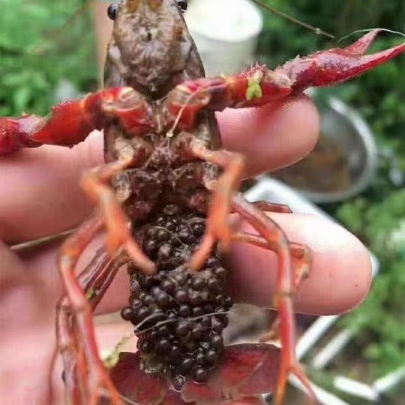 基地常年出售虾苗种虾量大从优基地直供视频看货可线上交易