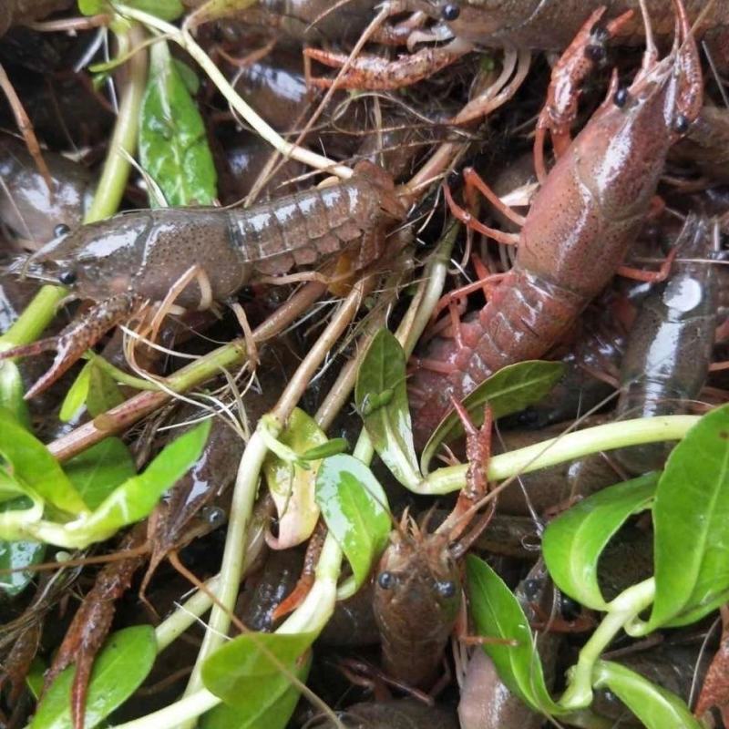 基地常年出售虾苗种虾量大从优基地直供视频看货可线上交易