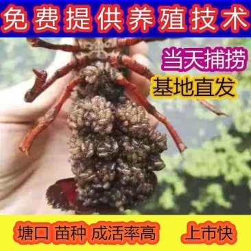 基地常年出售虾苗种虾量大从优基地直供视频看货可线上交易