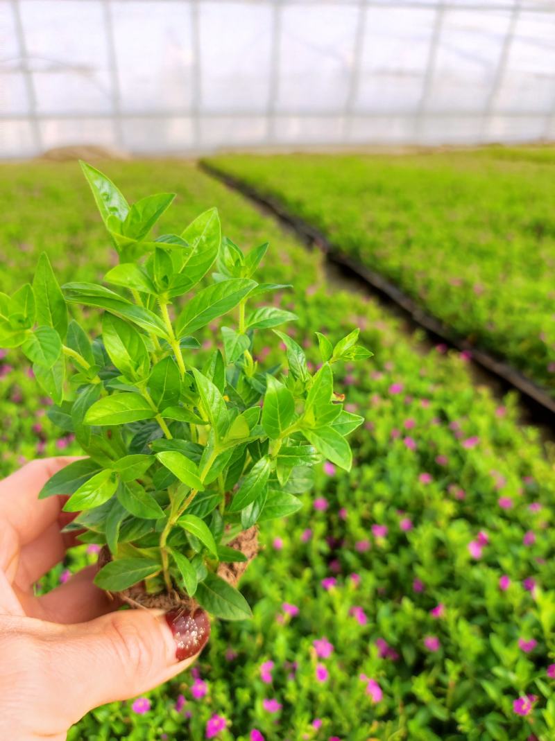 满天星穴盘苗木本满天星观花植物满天星